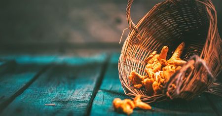 Grzyby jadalne - gatunki, wartości odżywcze, alergia na grzyb