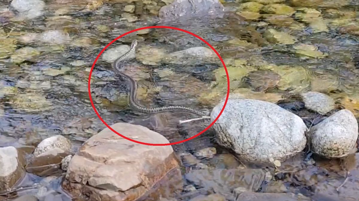  Żmija zygzakowata szybo przemknęła przez rzekę