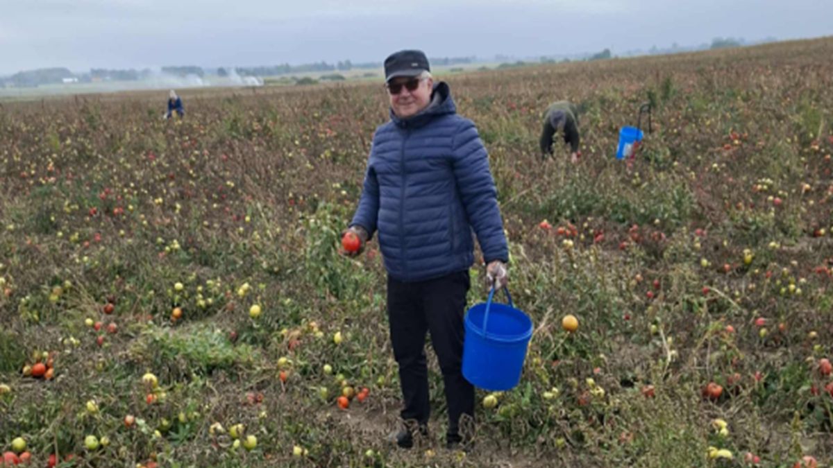 Ksiądz Mikulski sam ruszył na samozbiory pomidorów.