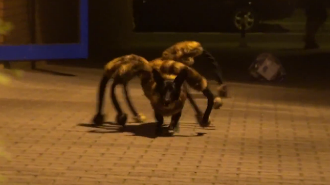 Tak, to jest powód do dumy. Polski pies-pająk rządzi światowym Internetem 1