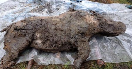 Nosorożec z epoki lodowcowej. Sensacyjne odkrycie naukowców