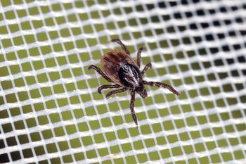 Wylęgarnia kleszczy. Jeśli są w domu, to skrywają się właśnie tam