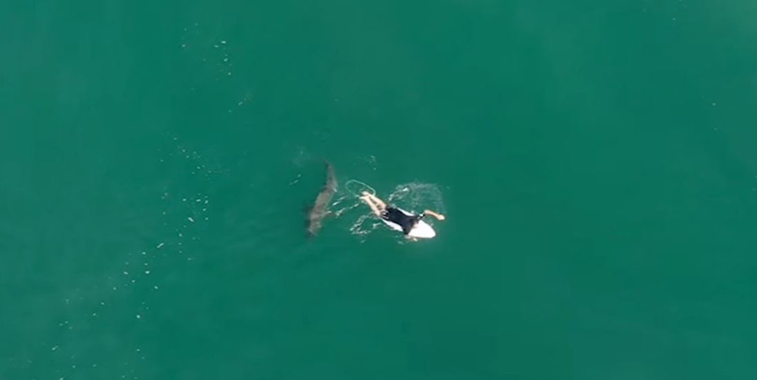 Żarłacz biały o włos od surfera Matta Wilkinsona
