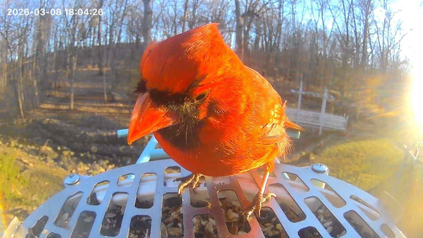 Karmnik Birdfy Feeder pomaga śledzić ptaki