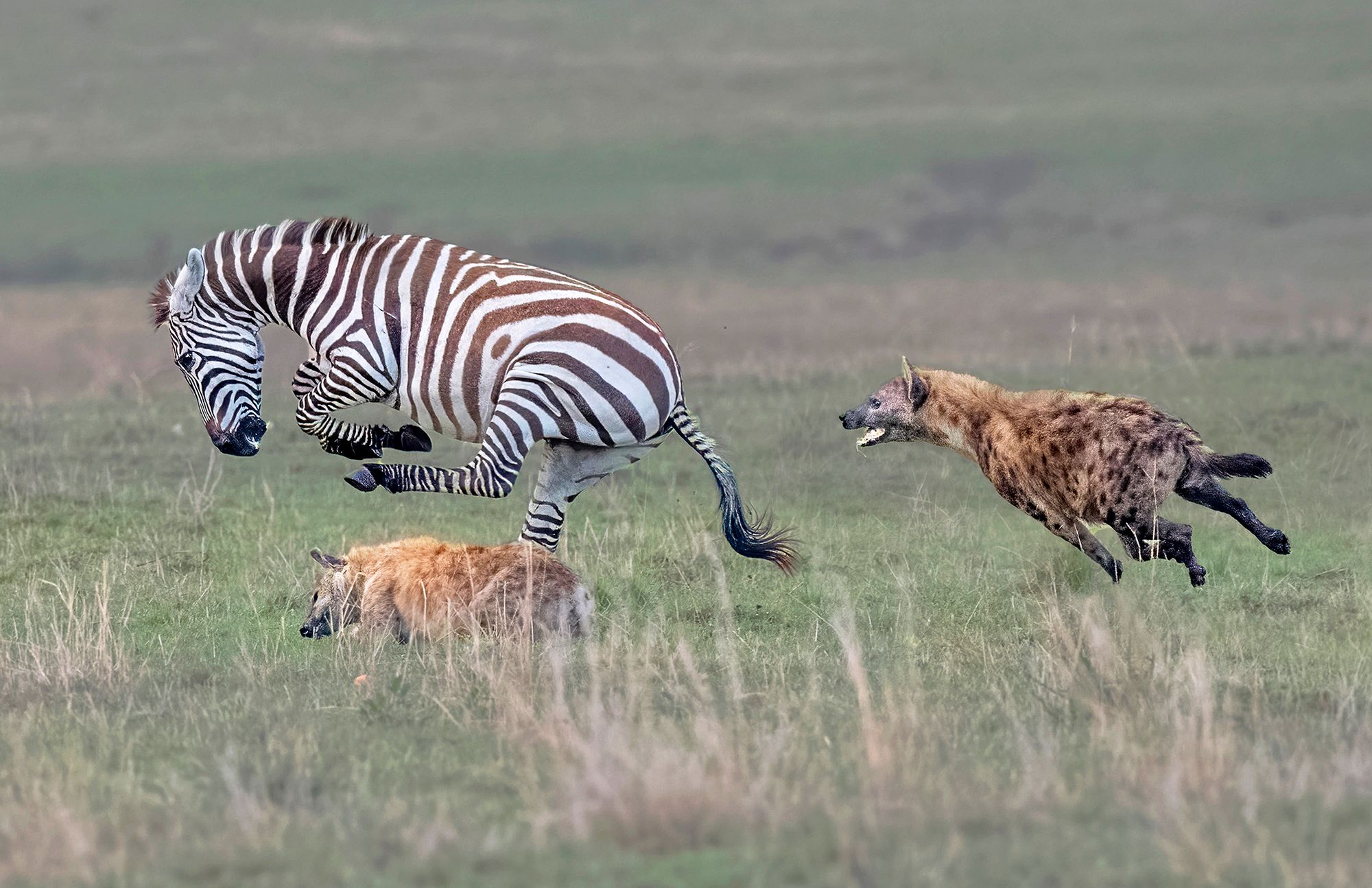 Zebra pogoniła hieny. Uciekały, gdzie pieprz rośnie 2