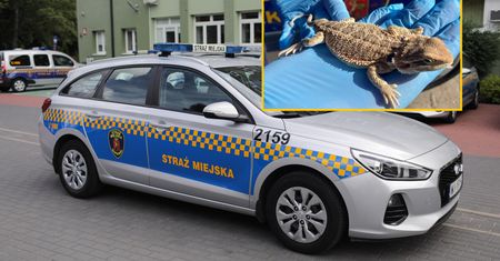 Szok na warszawskim osiedlu. Skąd to się wzięło w stolicy?