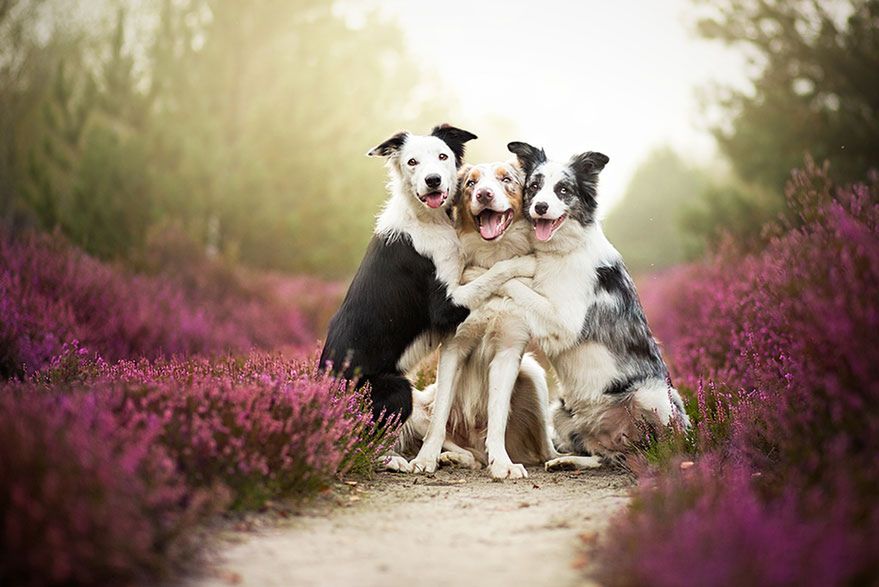 Urzekające portrety psów Alicji Zmysłowskiej