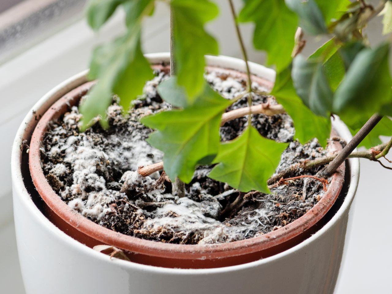 It is good to bake the soil for plants before using it.