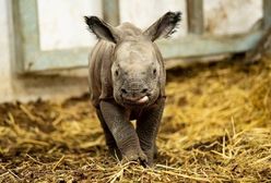 Wrocław. Witaj, Promyku Słońca. Nosorożka z zoo ma już imię