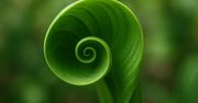 Dlaczego liście skręcają się spiralnie? To intrygujące zjawisko
