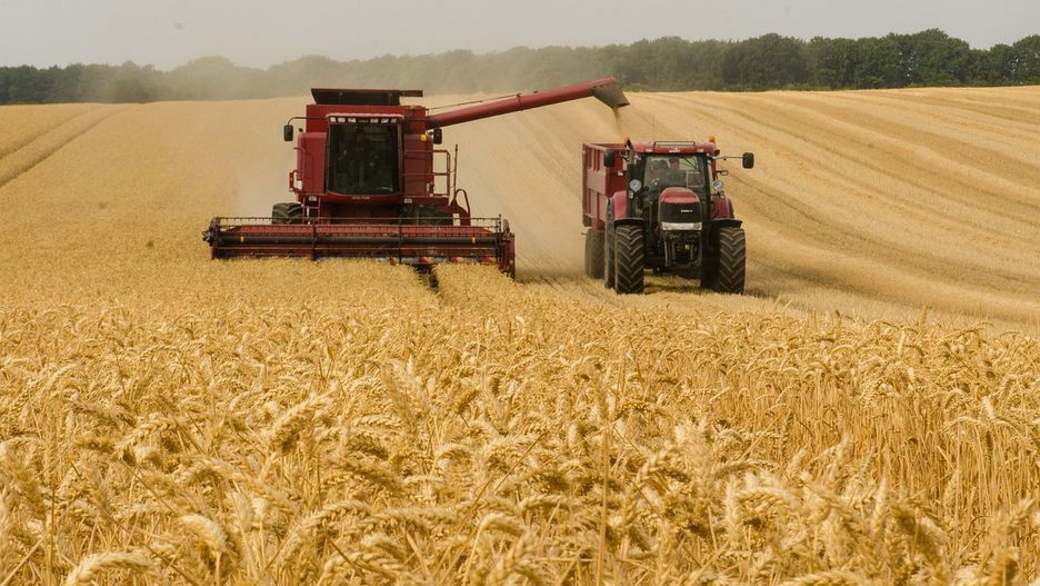 Trwają żniwa, rolnicy koszą zboże, kombajn, pole ze zbożem