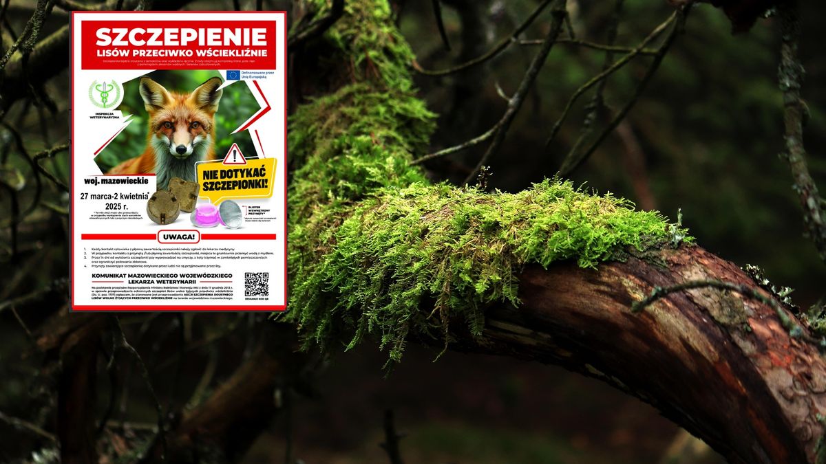 Leśnicy ostrzegają spacerowiczów. Proszą o ostrożność