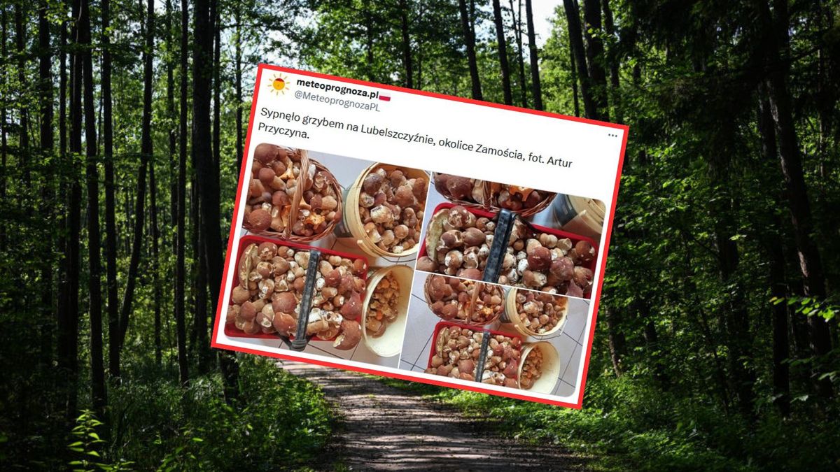 Grzyby na Lubelszczyźnie. Ludzie chwalą się zbiorami