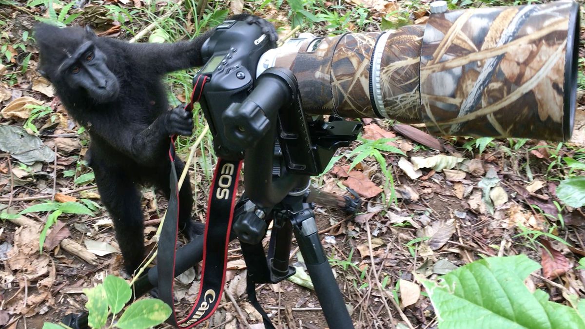 Makak za aparatem? Nawet małpa wie, do czego służy 1