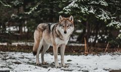 "To pierwszy atak". Pilny apel gminy ws. wilków