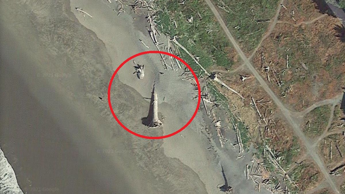 Ten gigantyczny korzeń został wyrzucony na brzeg w 2009 roku