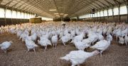 Ptasia grypa w Polsce. W kwietniu 1,6 mln szt. drobiu do likwidacji