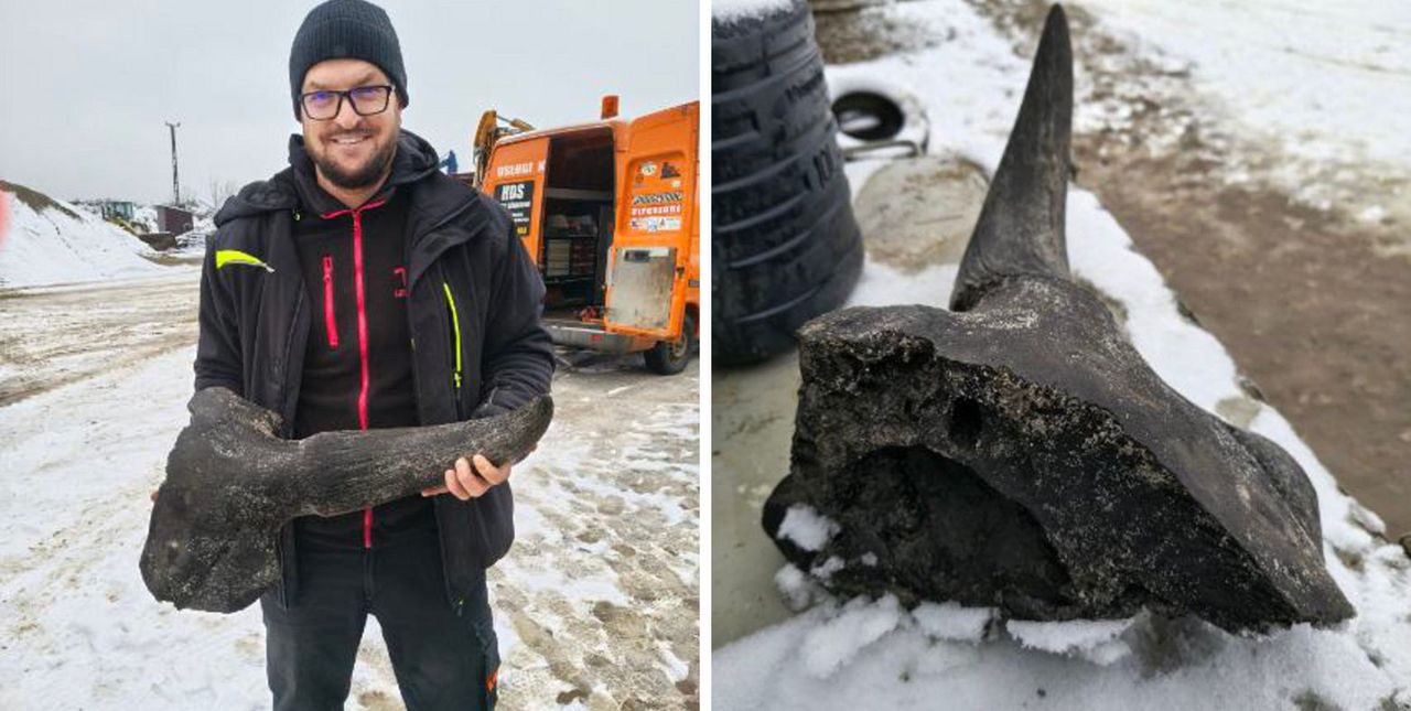 Niezwykłe znalezisko spod Płocka trafiło do muzeum. Fragment czaszki żubra stepowego odkryty podczas prac ziemnych!