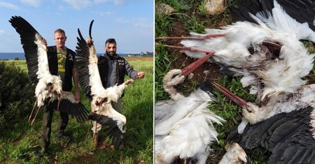 W Libanie mordują bociany. Traktują to jak rozrywkę