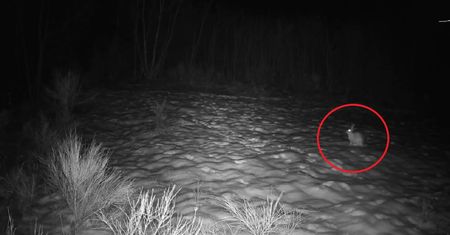 Czas miłośnych igraszek. Leśnicy opublikowali nagranie z fotopułapki