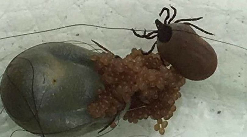 Kleszcze mogą być bardzo niebezpieczne dla zdrowia