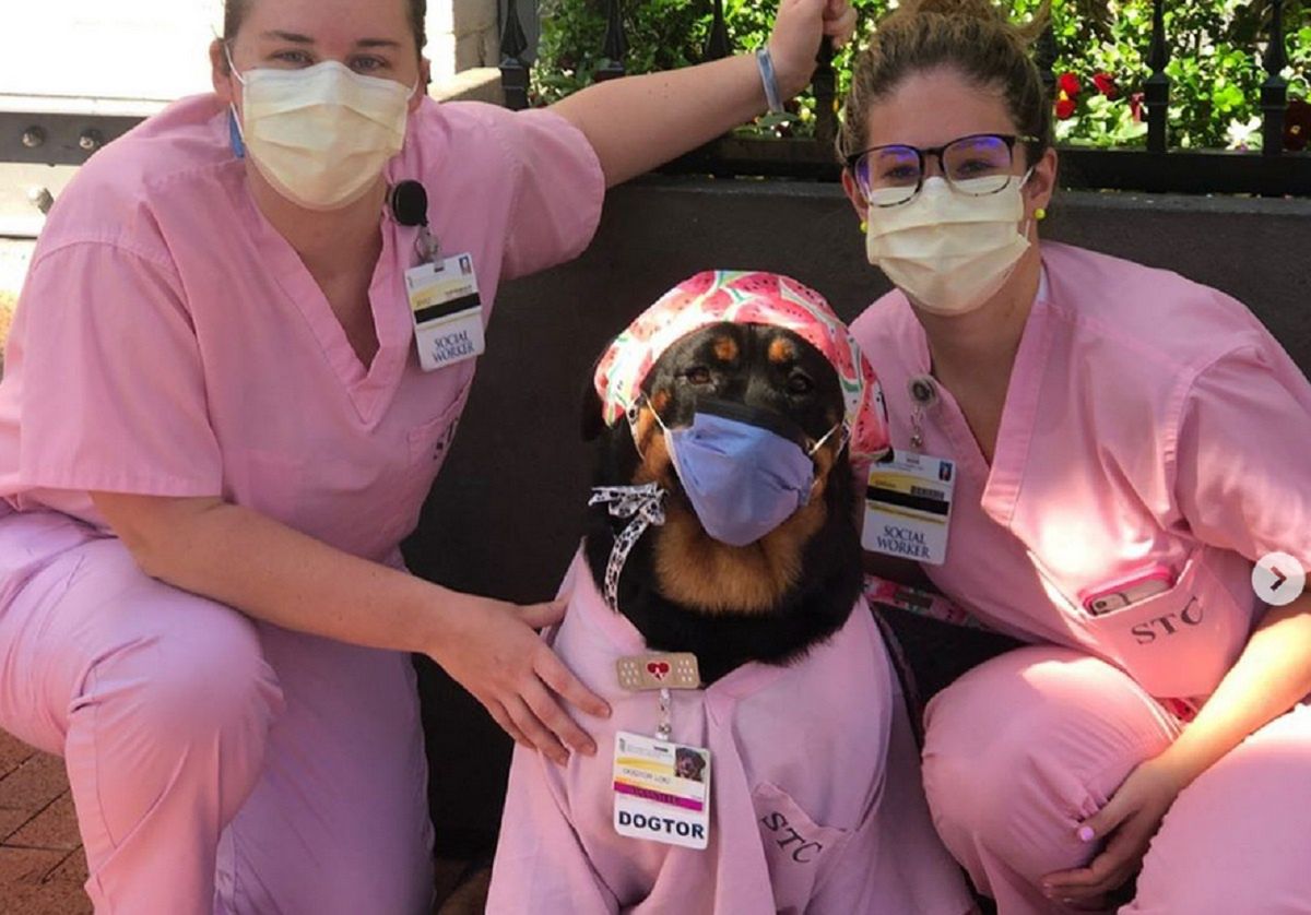 Dogtor Loki. Pies pomaga w szpitalu w trakcie epidemii koronawirusa 