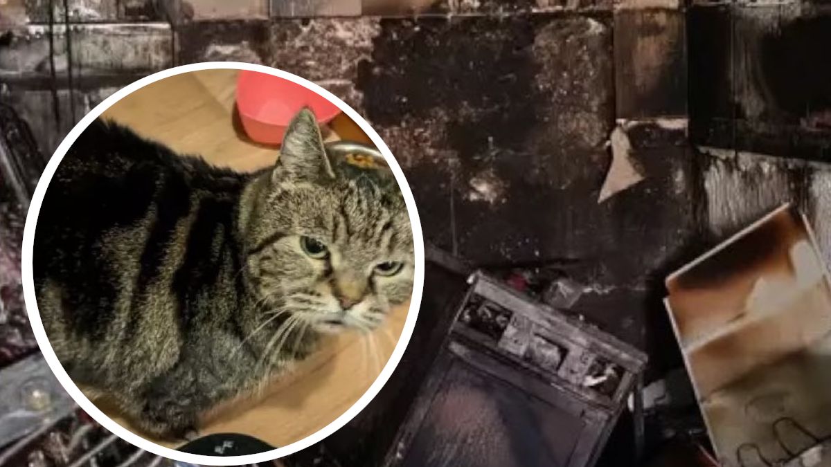 Zmarł mężczyzna, który uratował koty z pożaru