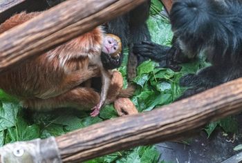 To zwierzę jest na granicy wyginięcia. Teraz urodziło się w łódzkim zoo