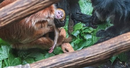 To zwierzę jest na granicy wyginięcia. Teraz urodziło się w łódzkim zoo