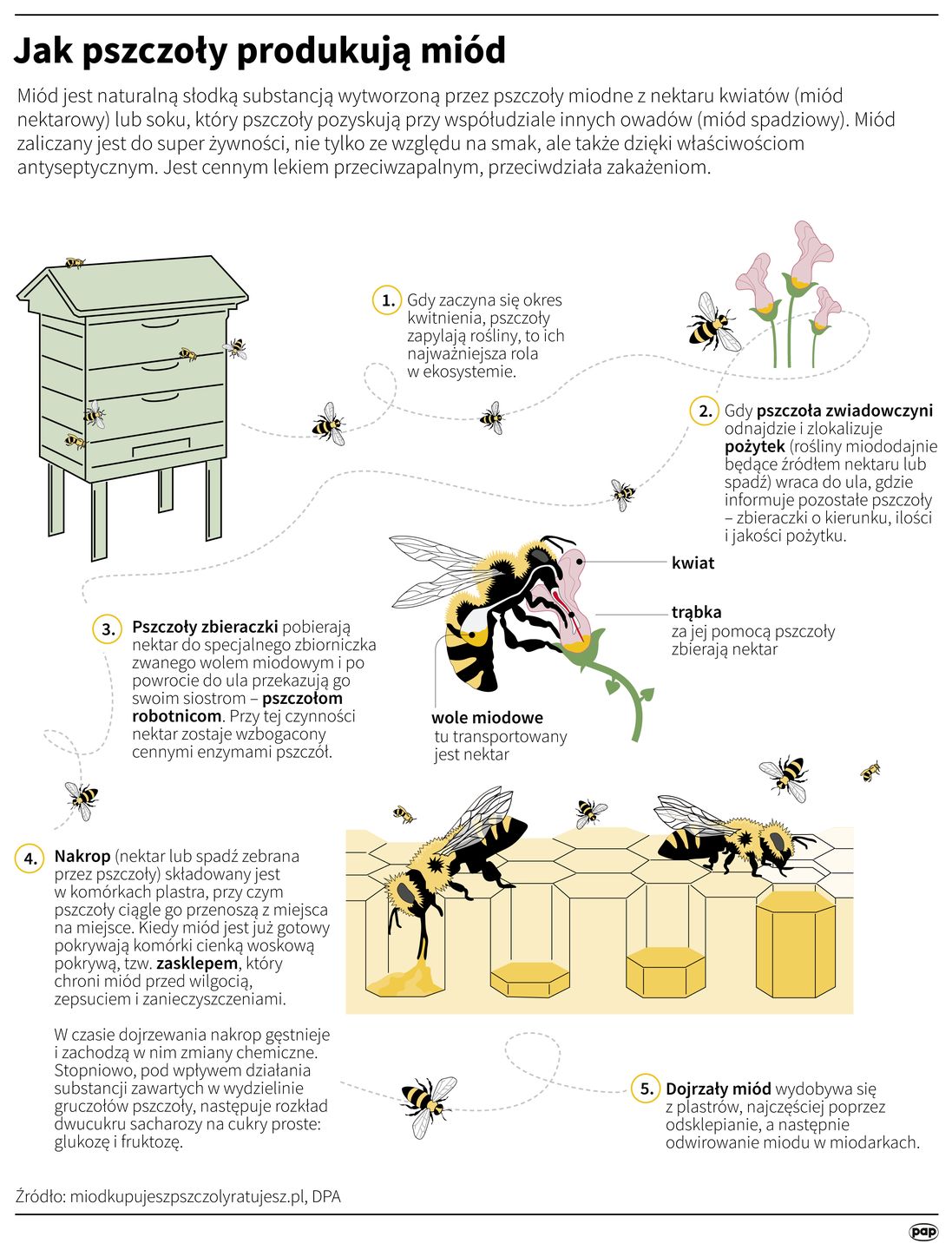 Produkcja miodu przez pszczoły