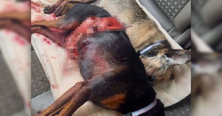 Przerażający incydent. Agresywny owczarek zagryzł dwa psy na oczach ich właścicielki