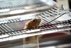 Mieszkaniec Targówka uratował dwa szczury. Zostały porzucone pod drzewem