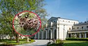 Groźne zwierzę uciekło z hodowli. Policja ostrzega mieszkańców i turystów