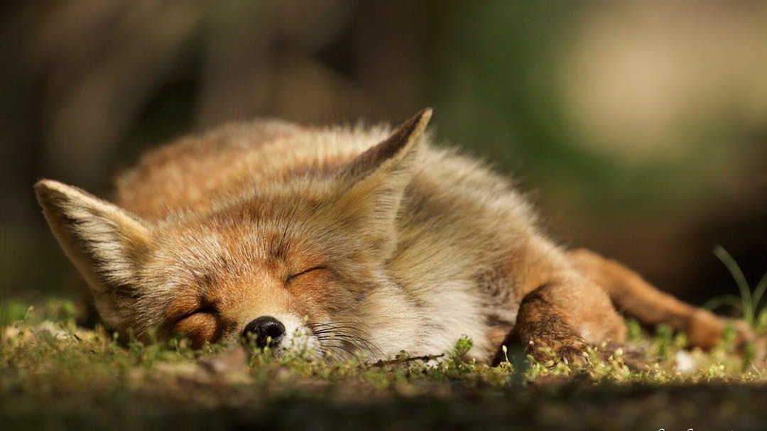 Wolność holenderskich lisów ujęta na zdjęciach Laurensa De Haasa 1