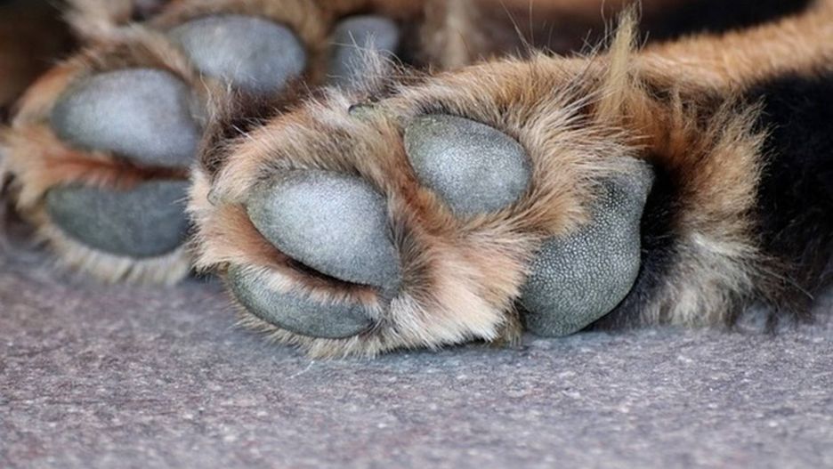 Funkcjonariusz SG oskarżony o umyślne przejechanie psa