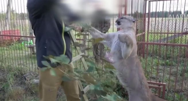 Były właściciel pumy Nubia skarży się do Rady Etyki Mediów na „Alarm!” TVP