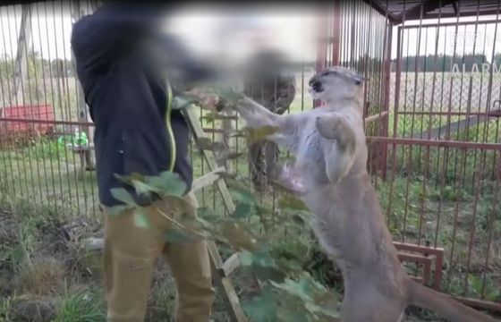 Były właściciel pumy Nubia skarży się do Rady Etyki Mediów na „Alarm!” TVP