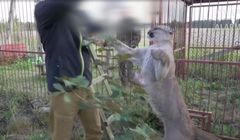 Były właściciel pumy Nubia skarży się do Rady Etyki Mediów na „Alarm!” TVP