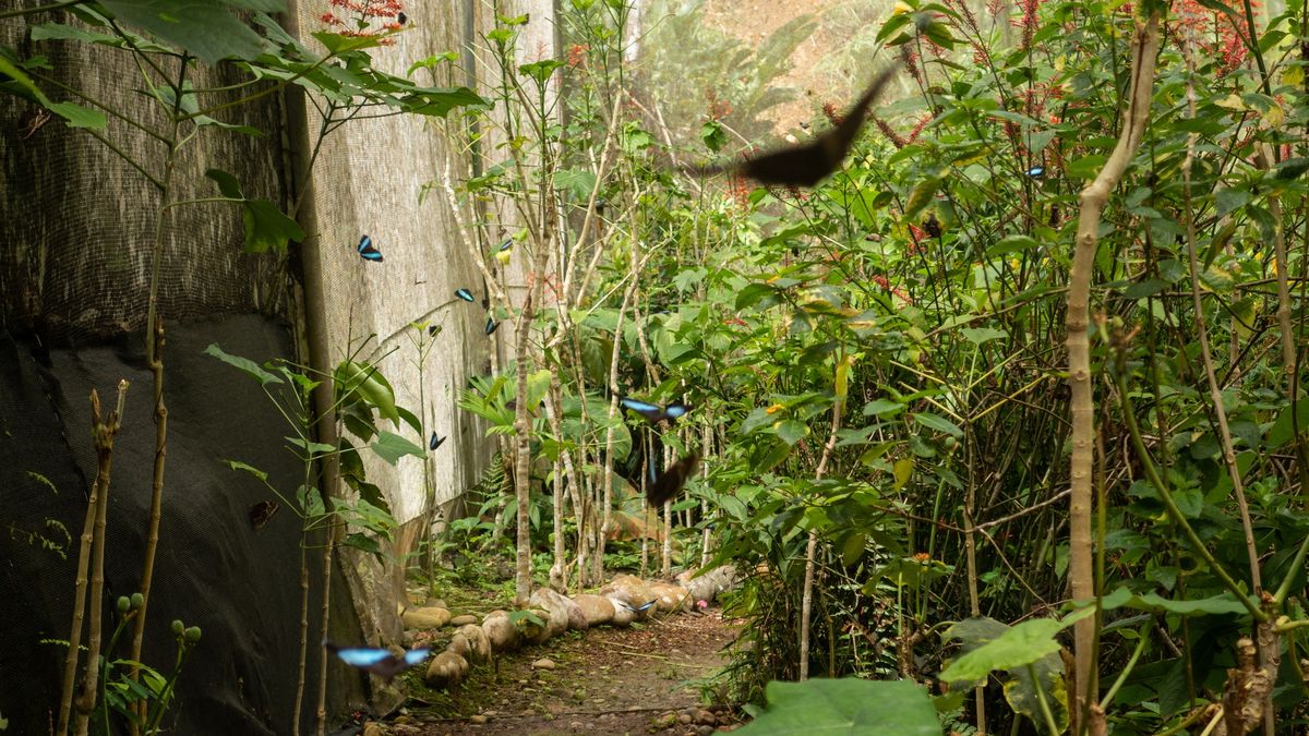 Upał coraz groźniejszy dla owadów