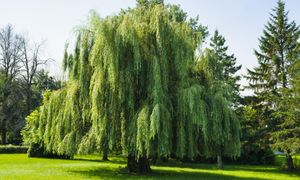Wierzba przy domu? O ile nie zmniejszysz tej odległości. Szkody mogą być poważne