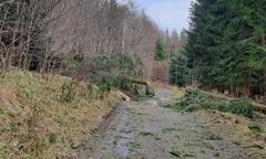 Międzylesie. Uwaga na drzewa. Lasy oficjalnie zamknięte