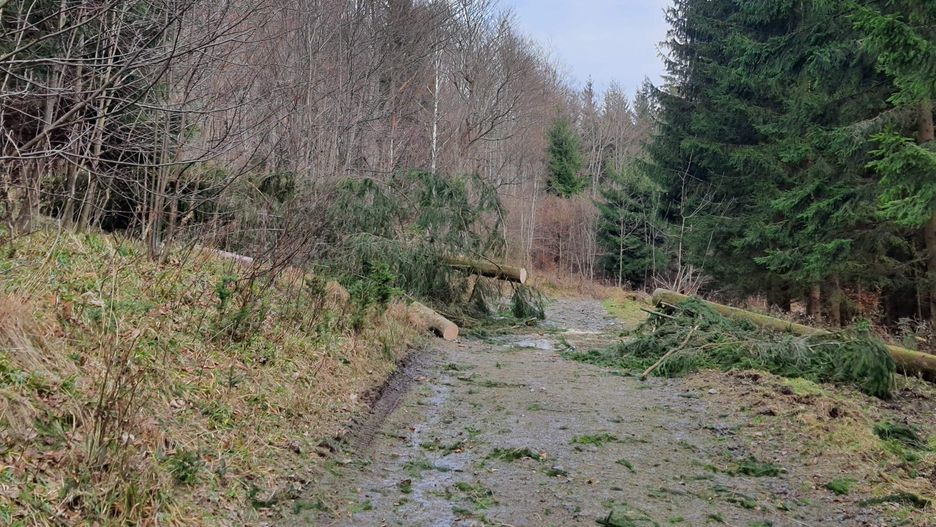 Międzylesie. Uwaga na drzewa. Lasy oficjalnie zamknięte