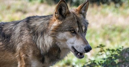 Wilk rzucił się na grzybiarza? Eksperci zabrali głos