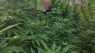 Korczew: Nielegalna plantacja konopi. Była ukryta na wysepkach stawu