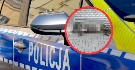 Dzik z poderżniętym gardłem. Makabra w Łódzkiem. Policja potwierdza