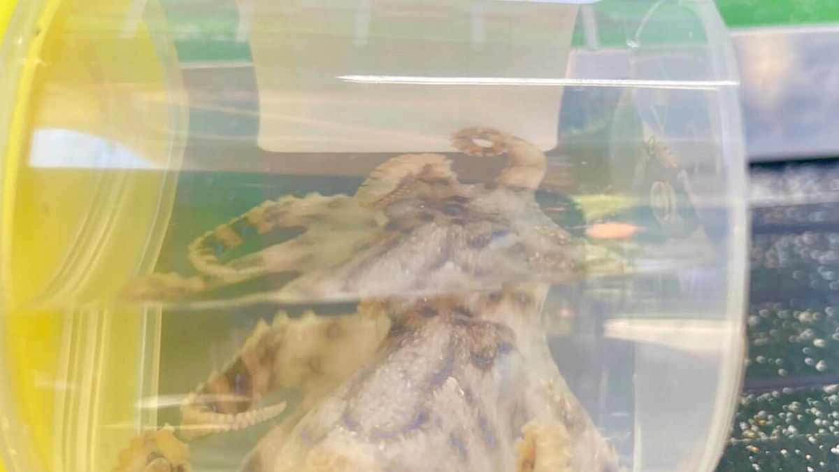 Ta mała ośmiornica może i wygląda niegroźnie, ale jej dotknięcie niesie za sobą śmiertelne niebezpieczeństwo