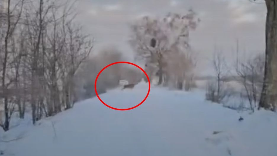 Funkcjonariusze Straży Granicznej nakręcili urocze wideo