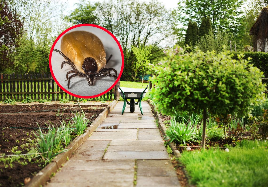 Avoid these tick-attracting plants for a healthier garden