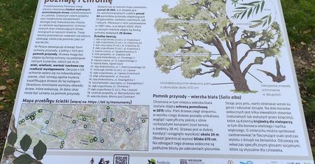 Nowa ścieżka przyrodnicza w Lublinie. Idealna na jesienne „romantyczne, rodzinne” spacery. Monumenty przyrody — zachwycają