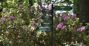 Wałbrzych: Przy Zamku Książ kwitną cudowne rododendrony